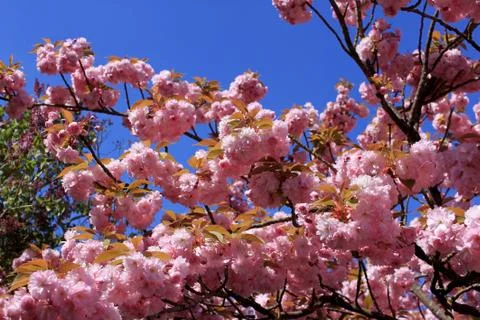 Tree with pink flowers Foto stock