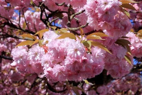 Tree with pink flowers Stock Photos