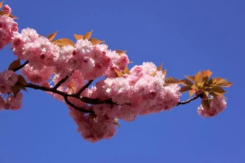 Tree with pink flowers Stock Photos