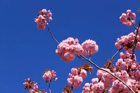 Tree with pink flowers Stock Photos