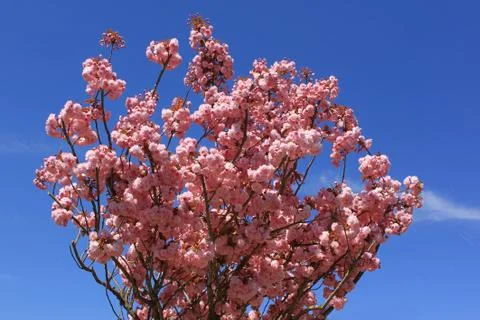 Tree with pink flowers Stock Photos