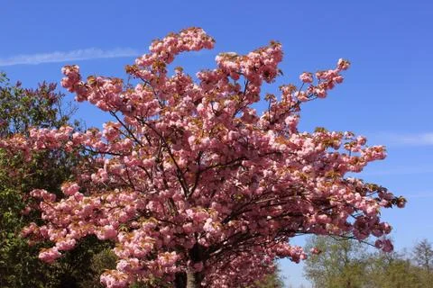 Tree with pink flowers Stock Photos