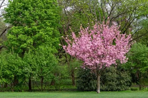 Tree with pink flowers Foto stock