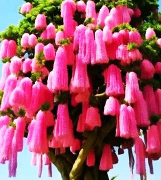 A tree with pink flowers. Stock Photos