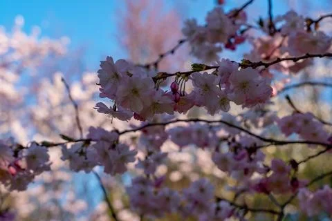 A tree with pink flowers Stock Photos