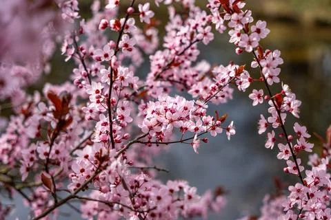 A tree with pink flowers Stock Photos