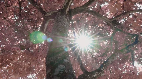 Tree with pink leaves Stock Footage 150981751