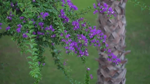 A tree with pink petals gently swaying in the breeze. Stock Footage 321309033