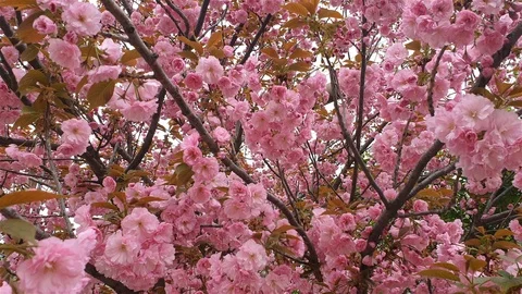 Tree with pink spring flower Stock Footage 106995130