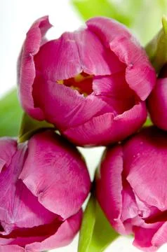 Tree pink tulips Stock Photos