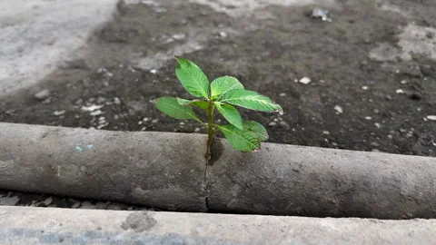 Tree on pipe, environmental conservation concept Stock Footage 302764903