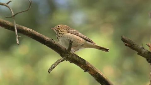 Tree pipit (Anthus trivialis) singing on branch Stock Footage 345073245