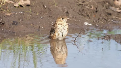 The tree pipit bird cleaning its feathers, Anthus trivialis Stock Footage 307399370