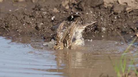 The tree pipit bird cleaning its feathers, Anthus trivialis Stock Footage 310787729