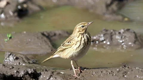 The tree pipit bird on the ground, Anthus trivialis Stock Footage 213510336