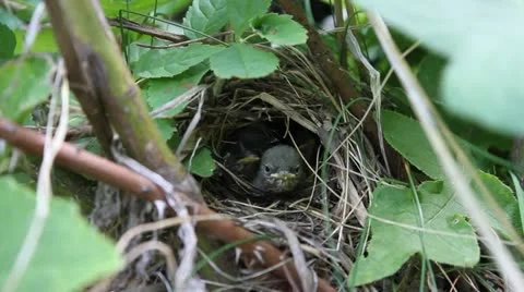 Tree Pipit bird nest, Anthus trivialis Stock-Footage 12050170