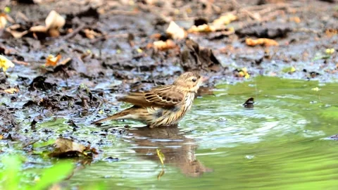 The tree pipit bird taking a bath, Anthus trivialis Stock Footage 195125355
