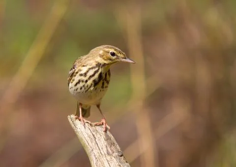 Tree pipit on a clearing Stock Photos