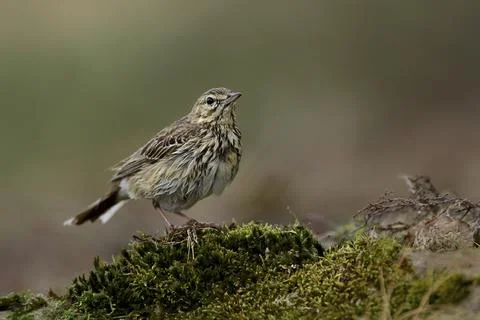 Tree pipit in a mossy patch. Tree Pipit in a mossy patch Stock Photos
