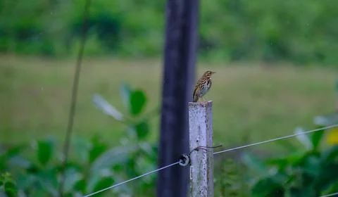 Tree pipit Stock-Fotos