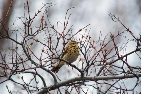 Tree pipit sits on a tree branch with swollen buds in a forest belt. Stock Photos