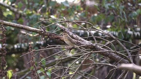 Tree Pipit sitting on a branch looks around timidly 動画素材 282795900