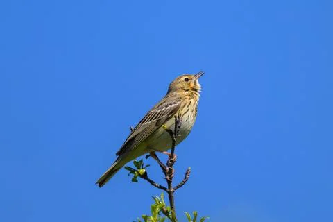 A Tree Pipit sitting on a twig Stock Photos