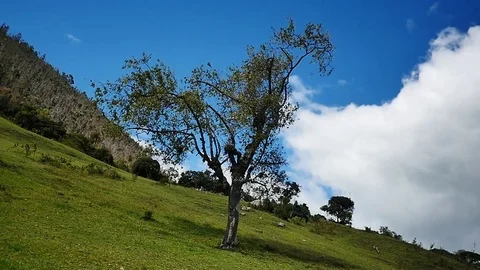 Tree in the plain Stock Footage 75273383