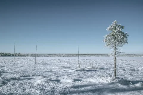 Tree in a plain Stock Photos