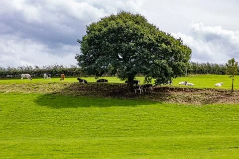 Tree on plain of plot with green grass, herd of cows in shade and grazing Fotos de archivo