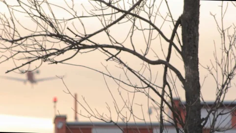 Tree plane landing sunset Stock Footage 106592334
