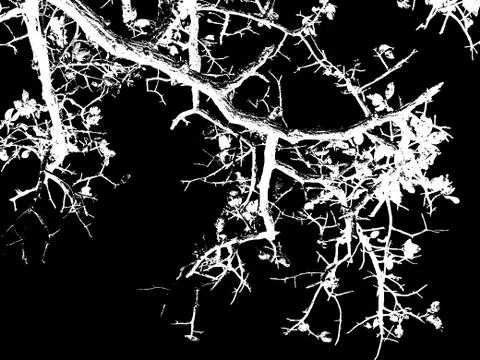 Tree ,plant, flower,icon 스톡 일러스트
