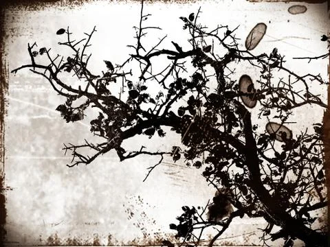 Tree ,plant, flower,icon Stock Illustration