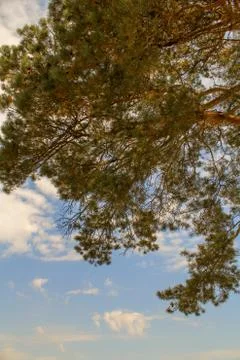 Tree Plant Low angle view Growth beauty in Nature no people cloud sky day 스톡 사진