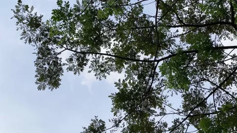 Tree Plant moving in the wind with blue sky background, evening time. 4k video Stock Footage 155774790