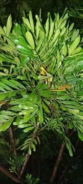 Tree plant Stock Photos