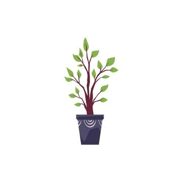 Tree plant in the pot, vector cartoon green foliage on trunk, Ficus houseplant Stock Illustration