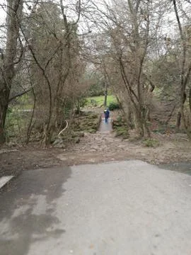 Tree Plant way forward direction day Nature Footpath Rear view Transportation Foto stock