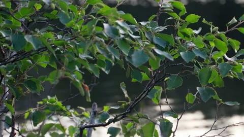 Tree plant on the wind Stock Footage 158048495