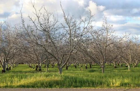 Tree Plantation Stock Photos