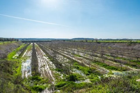 Tree plantation Stock Photos