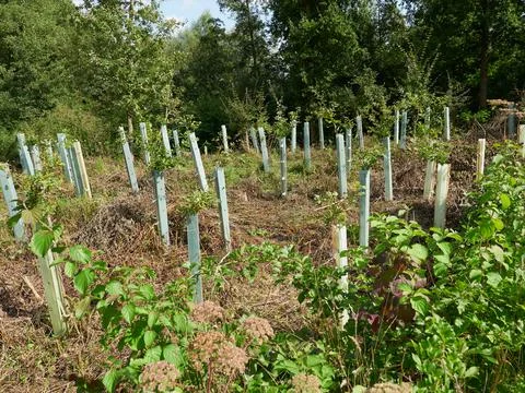 A tree plantation Stock-Fotos