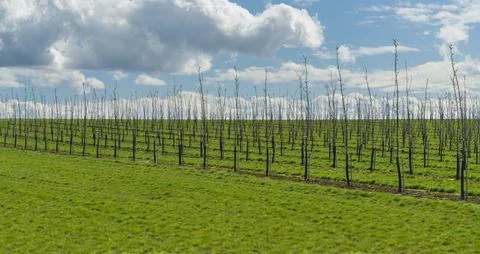 Tree plantation Stock Photos
