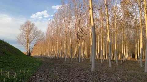 Tree plantation at sunset Stock Footage 227537761