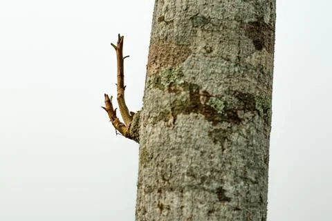 Tree plantation that is a tree form tree Stock-Fotos