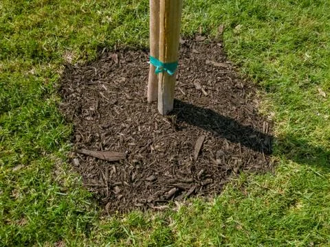Tree planted with support pole Stock Photos