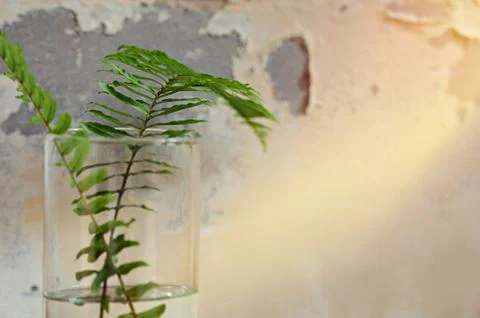 The tree planted in a water bottle placed decorations at the corner. Stock Photos