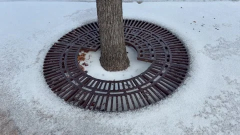 Tree Planter in Snow in Austin, Texas 1/25/2026 Stock Footage 327829418