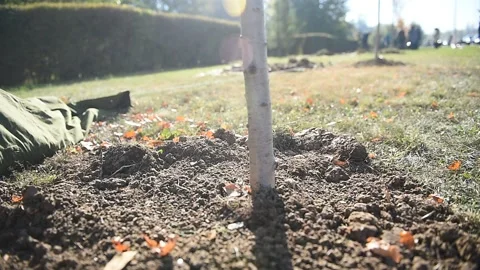 Tree planting action showing a sapling who just got planted Video stock 219615511