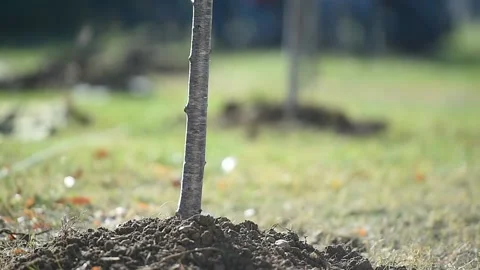 Tree planting action showing a sapling who just got planted Video stock 219615513